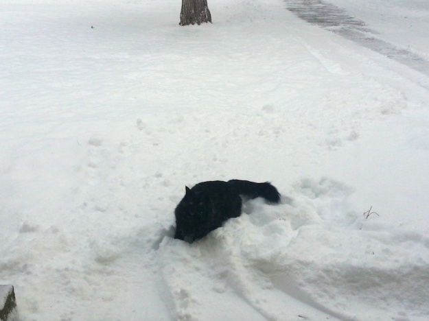 moki cat in the snow